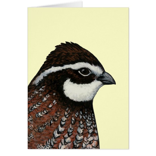 Bobwhite Quail Head (Vorne)