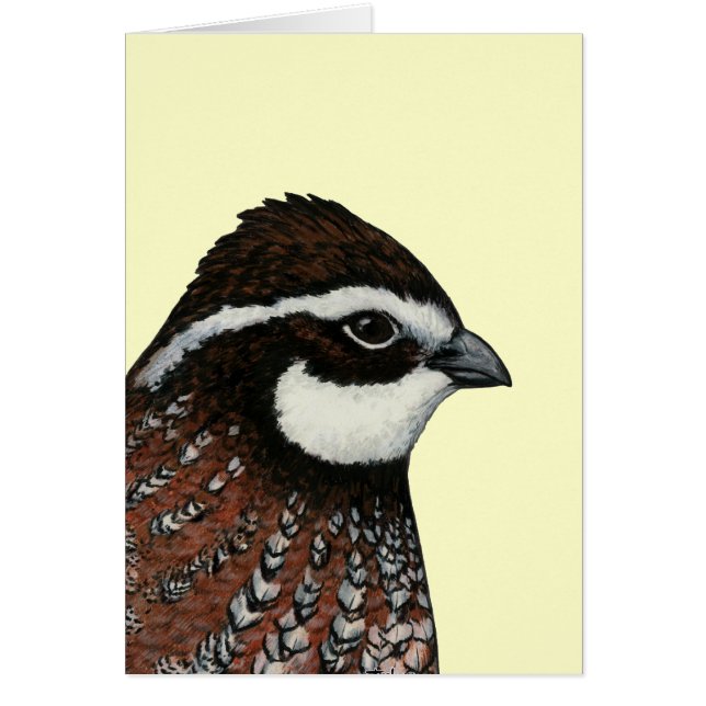 Bobwhite Quail Head (Vorne)