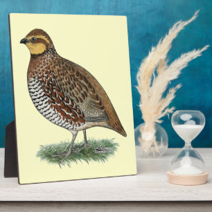 Bobwhite Quail Hen Fotoplatte