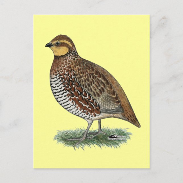Bobwhite Quail Hen Postkarte (Vorderseite)