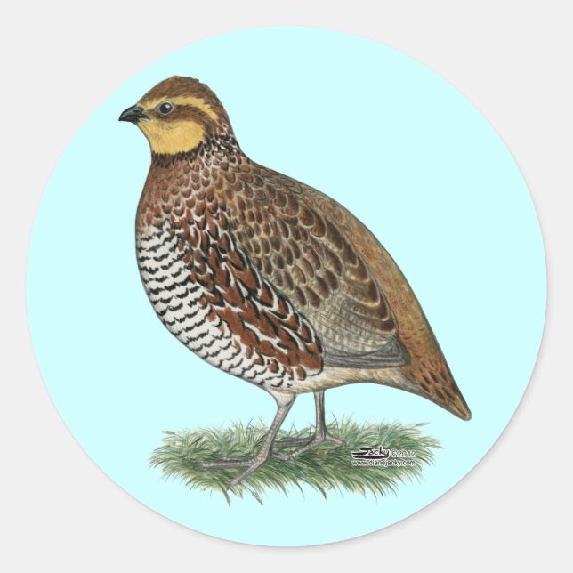Bobwhite Quail Hen Runder Aufkleber (Vorderseite)