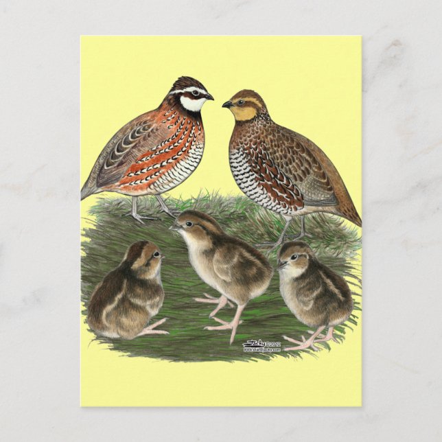 Bobwhite Quail Postkarte (Vorderseite)