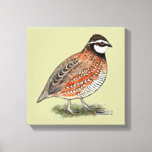 Bobwhite Quail Rooster Leinwanddruck