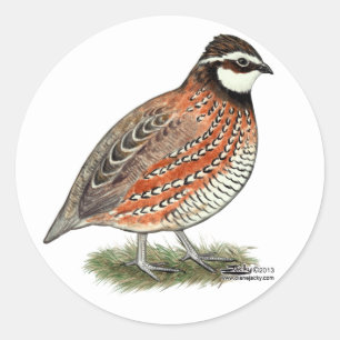 Bobwhite Quail Rooster Runder Aufkleber