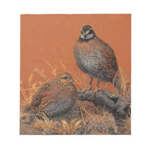 Bobwhite-Wachtel (Georgia, Missouri und Tennessee) Notizblock