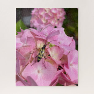 Bockkäfer auf rosa Hortensie