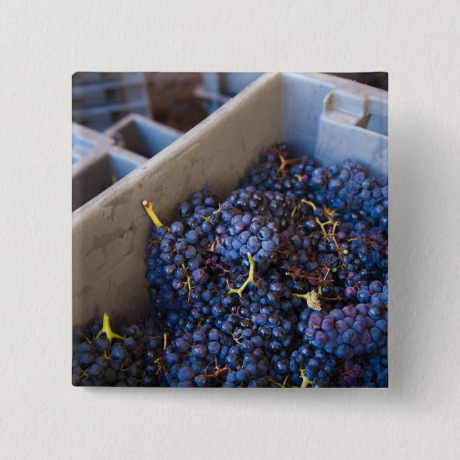 Bodega Marques de Riscal Weingut, Trauben Button (Vorderseite)