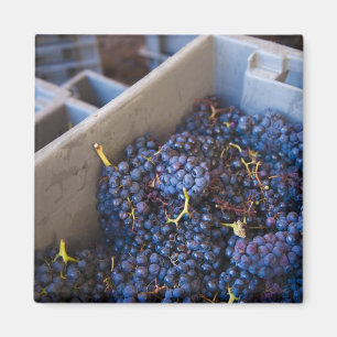 Bodega Marques de Riscal winery, grapes Magnet