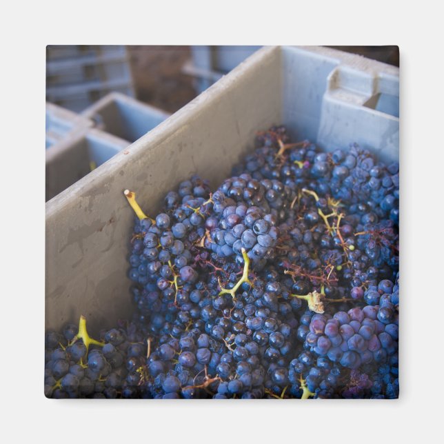 Bodega Marques de Riscal winery, grapes Magnet (Vorne)