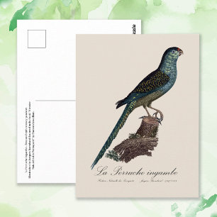 Bodenpapagei oder Erd-Papagei, Pezoporus Wallicus Postkarte