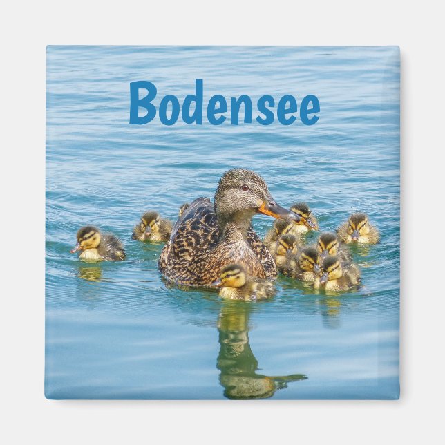 Bodensee-Enten mit Küken Magnet (Vorne)