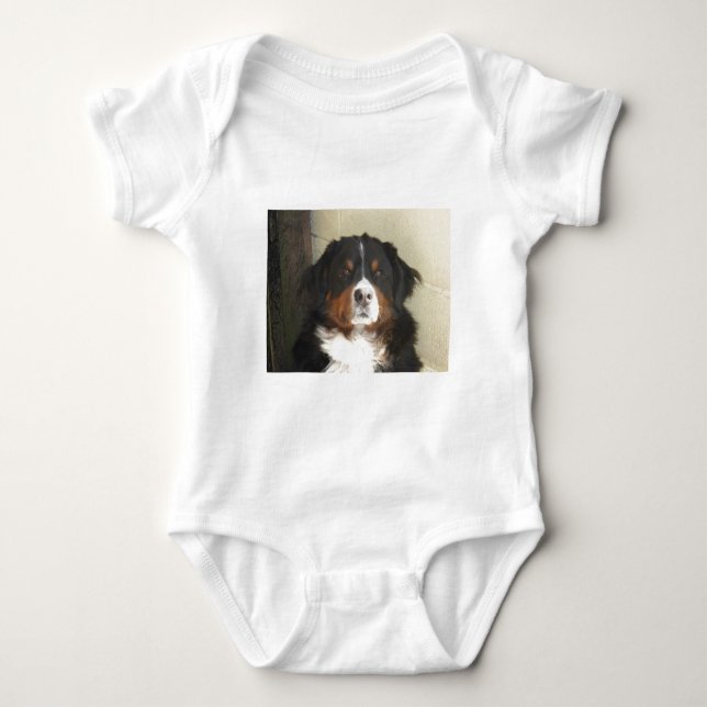 Body Chien de Bernese (Devant)
