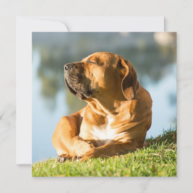 Boerboel (Vorderseite)