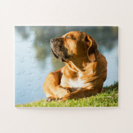 Boerboel Dog genießt die Sonne