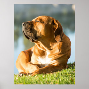 Boerboel Poster