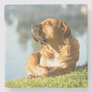 Boerboel Steinuntersetzer