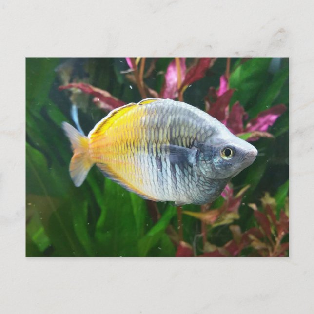 Boesemani Rainbow Postkarte (Vorderseite)