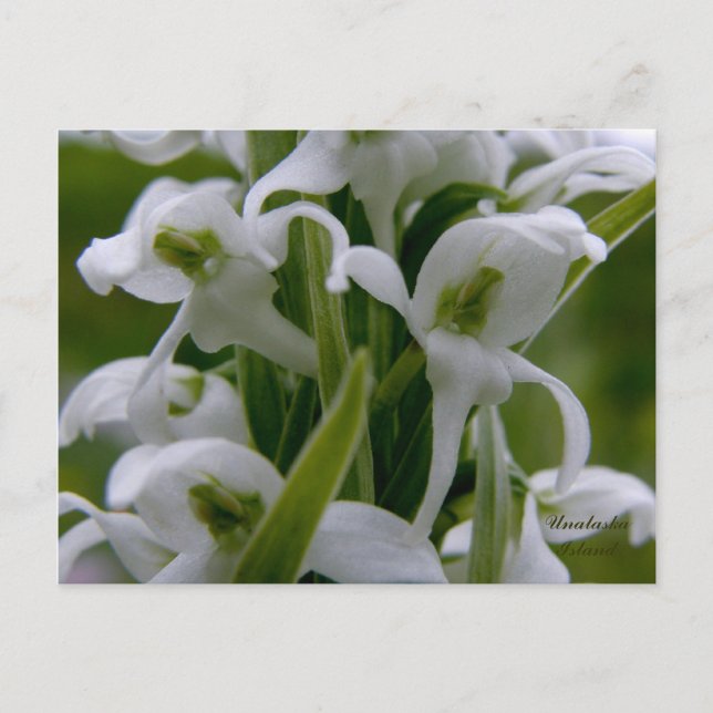 Bog Candle Orchid Blüten, Insel Unalaska Postkarte (Vorderseite)