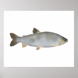 Boga Poster