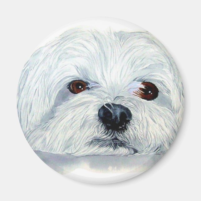 Bogart the Maltese Magnet (Vorne)