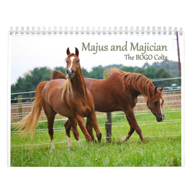 BOGO Colts tragen 3-Jährige pics ein Kalender (Titelbild)