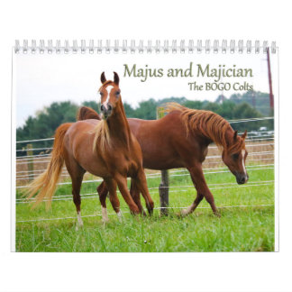 BOGO Colts tragen 3-Jährige pics ein Kalender