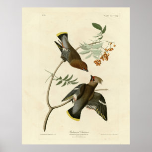 Bohemisch Chatterer (Waxwing) Audubon Birds Americ Poster