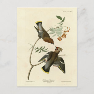 Bohemisch Chatterer (Waxwing) Audubon Birds Americ Postkarte