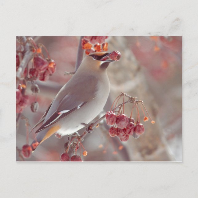Bohemisch Waxwings Postkarte (Vorderseite)