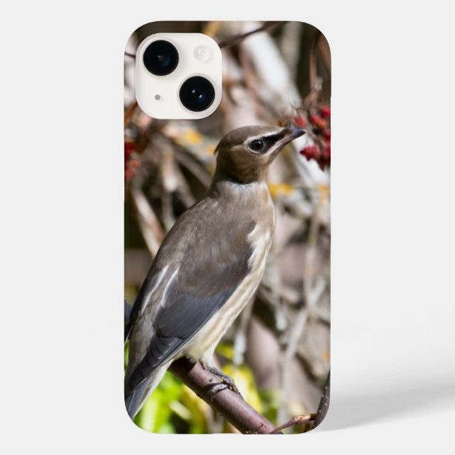 Bohemische Waxwing, kanadische Vogelfotografie Case-Mate iPhone 14 Hülle (Rückseite)