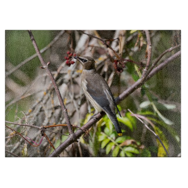 Bohemische Waxwing, kanadische Vogelfotografie Schneidebrett (Vorderseite)