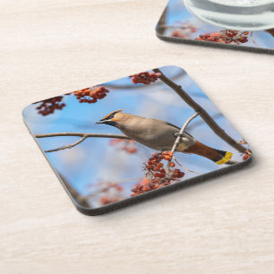 Bohemischer Waxwing, Majestic Canadian Bird Getränkeuntersetzer