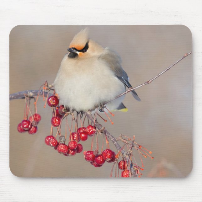 Bohemisches Wachsen im Winter, Kanada Mousepad (Vorne)