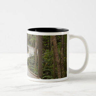 Bohlenweg zu Nelson Falls, Franklin - Gordon Zweifarbige Tasse