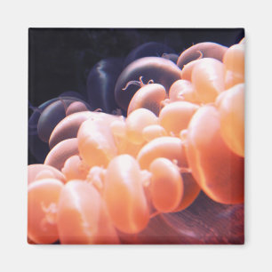 Bohnen in der Größe 8x8 Magnet