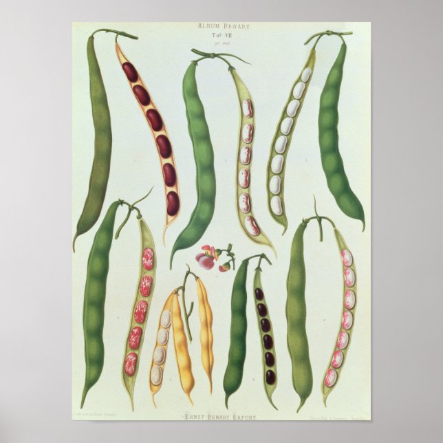 Bohnen Poster (Vorne)