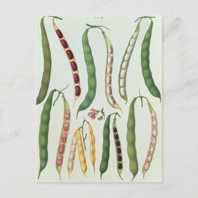 Bohnen Postkarte (Vorderseite)