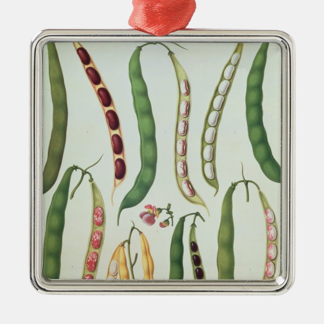 Bohnen Silbernes Ornament (Vorne)