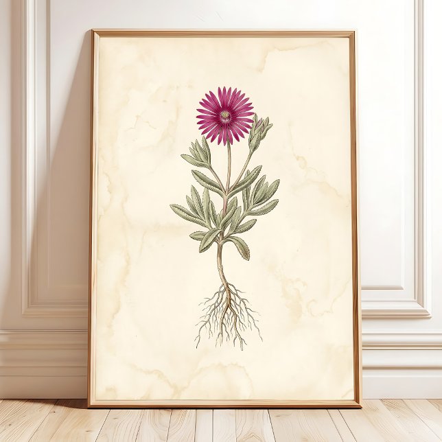 Boho Delosperma Botanische Leinwandkunst Poster (Von Creator hochgeladen)