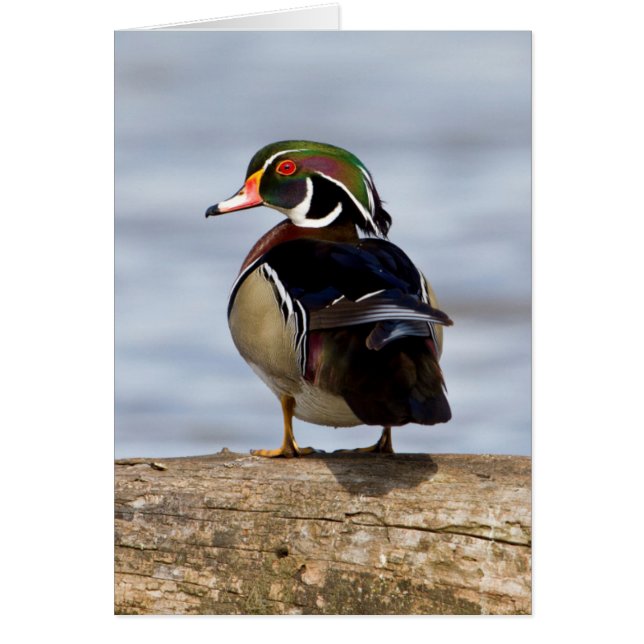 Bois Canard mâle en bois sur la bille dans les ter (Devant)