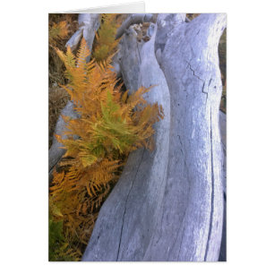 Bois d'automne