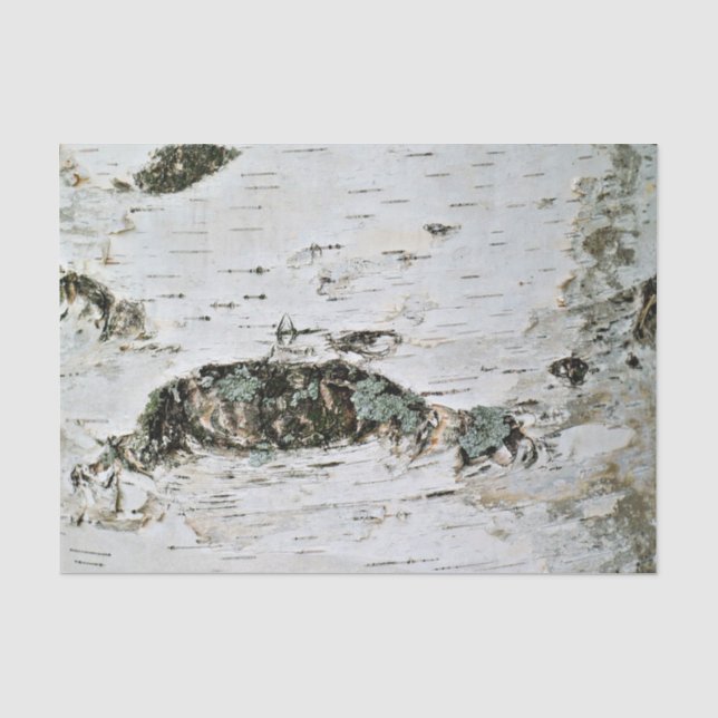Bois de bouleau de papier de soie de soie de (Recto)