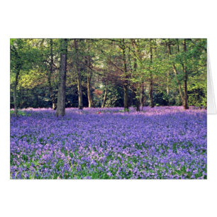 Bois de jacinthe des bois, fleurs de l'Angleterre