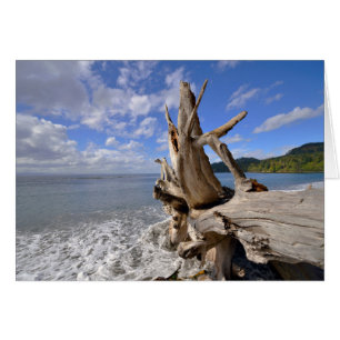 Bois Dérivé Sur Le Rivage De French Beach