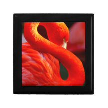 Flamant rose