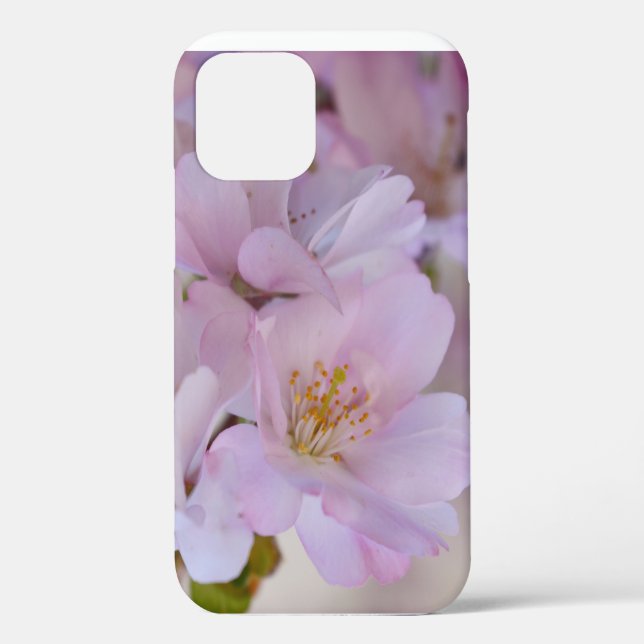 Boîte cadeau Cerry Blossoms Coque-Mate coque iphon (Verso)