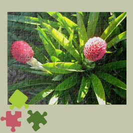 Bok Gardens Florida Pink Tropical Bromeliad Blume