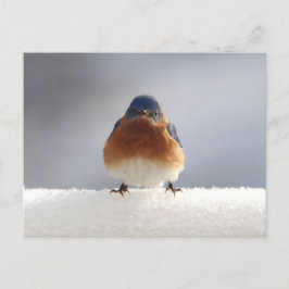 Bold Blue Bird Feiertagspostkarte