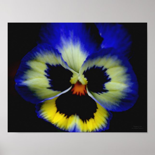 Bold Blue Pansy Blume Poster (Vorne)