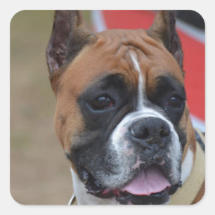 Bold Boxer Quadratischer Aufkleber